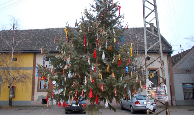 Fenyőállítás 2016. december 17.